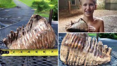 Ohio Boy Finds 10,000-Year-Old Woolly Mammoth Tooth While Holidaying at Resort, Pics Go Viral