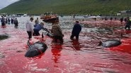 Faroe Island Whale Killing: Sea Turns Red With Blood as Annual Whaling Kills 23 Pilot Whales, See Horrific Pictures