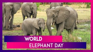 World Elephant Day: Interesting Facts About The Magnificent Pachyderm