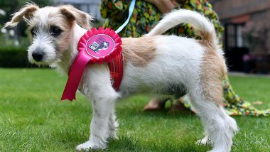 UK PM Boris Johnson's Rescue Puppy 'Dilyn' Arrives in Downing Street