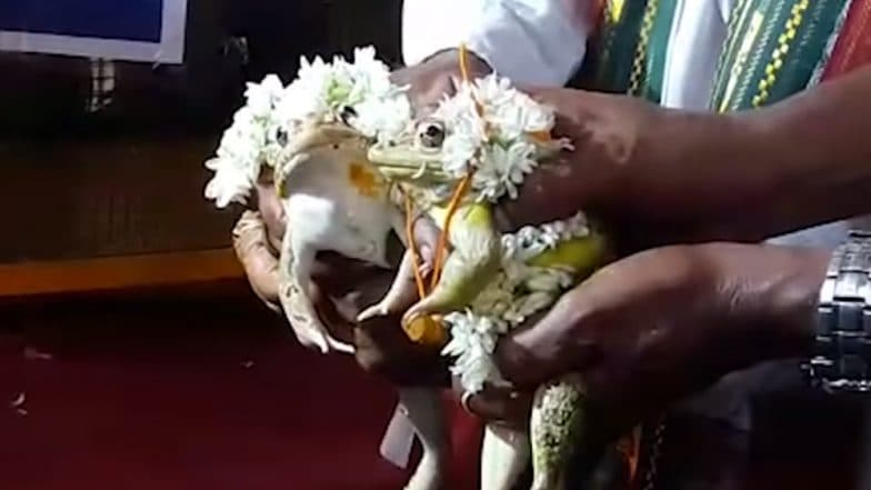 Madhya Pradesh: Frogs, Who Were Married to Please Rain Gods in Bhopal, Divorced After Heavy Rainfall Wreaks Havoc Across State Madhya Pradesh: Frogs, Who Were Married to Please Rain Gods in Bhopal, Divorced After Heavy Rainfall Wreaks Havoc Across State
