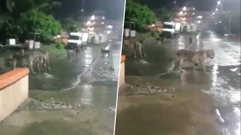 Lions Seen Roaming in Gujarat's Girnar City Amid Heavy Rainfall in the State, Watch Video Lions Seen Roaming in Gujarat's Girnar City Amid Heavy Rainfall in the State, Watch Video