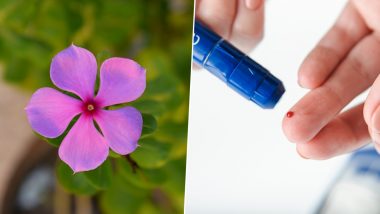 Home Remedy Of The Week: Periwinkle or Sadabahar Leaves for Diabetes; How This Herbal Hack Can Reduce Blood Sugar
