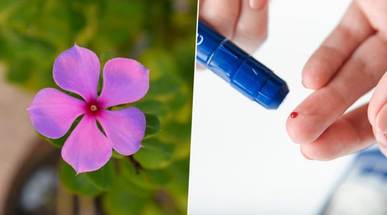 Madagascar Periwinkle For Diabetes