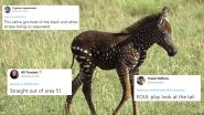 Rare Zebra Foal with Polka Dots Receives Funny Reactions, Memes and Jokes on The Internet!