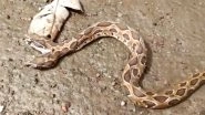Rare Two-Headed Russell's Viper Snake Found in Kalyan Near Mumbai; What Causes Multiple Heads to Grow? Everything About Polycephaly (Watch Video)