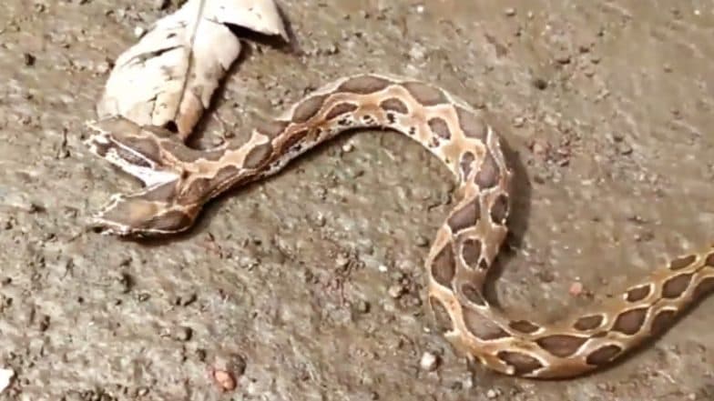 Rare Two-Headed Russell's Viper Snake Found in Kalyan Near Mumbai; What Causes Multiple Heads to Grow? Everything About Polycephaly (Watch Video) Rare Two-Headed Russell's Viper Snake Found in Kalyan Near Mumbai; What Causes Multiple Heads to Grow? Everything About Polycephaly (Watch Video)