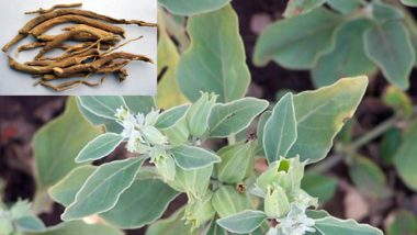 Ashwagandha in Fight Against COVID-19: From Boosting  Immunity to Reducing Lung Inflammation, Here's How the Ayurvedic Herb Can be Effective!