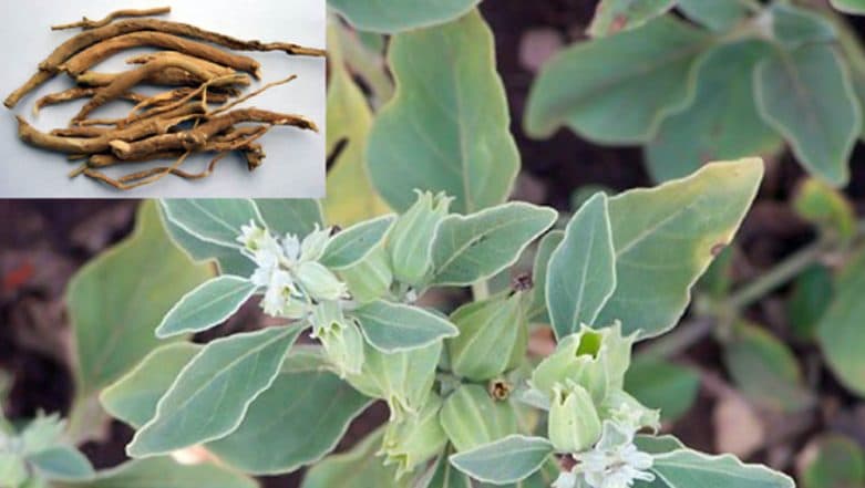 Ashwagandha For Weight Loss: Here's How Indian Ginseng Can Help You Burn Fat Easily (Watch Video) Ashwagandha For Weight Loss: Here's How Indian Ginseng Can Help You Burn Fat Easily (Watch Video)