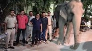 Laxmi, the Elephant Missing From Yamuna Found Near Delhi Police Headquarter