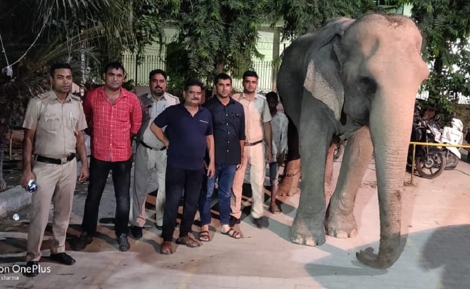 Laxmi, the Elephant Missing From Yamuna Found Near Delhi Police Headquarter Laxmi, the Elephant Missing From Yamuna Found Near Delhi Police Headquarter