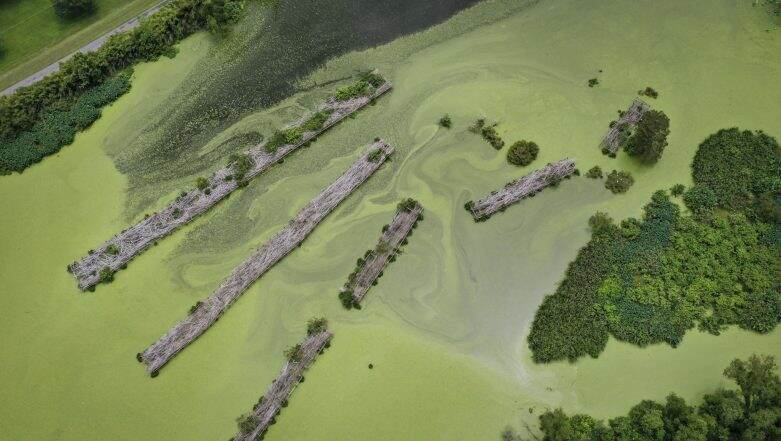 Tamil Nadu: Sea Turns Dark Green Colour Due to Presence of Algae Tamil Nadu: Sea Turns Dark Green Colour Due to Presence of Algae