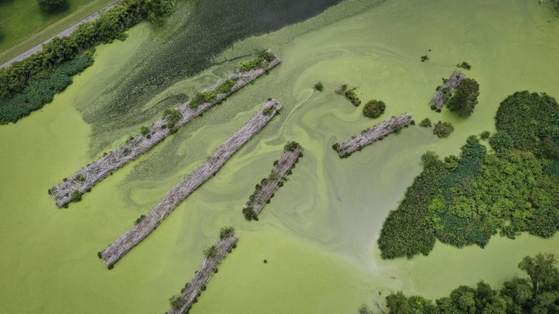 Tamil Nadu: Sea Turns Dark Green Colour Due to Presence of Algae