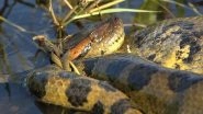 28-Foot Anaconda Kills Crocodile in Amazon Forest! Wildlife Photographer Captures Dramatic Fight Between Two Reptiles (Check Pics and Video)
