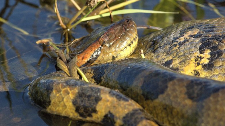 28-Foot Anaconda Kills Crocodile in Amazon Forest! Wildlife ...