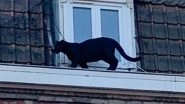 Black Panther Found Roaming On French Rooftops