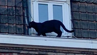 Black Panther Found Roaming On French Rooftops