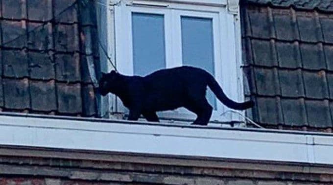 Black Panther Found Roaming On French Rooftops Black Panther Found Roaming On French Rooftops
