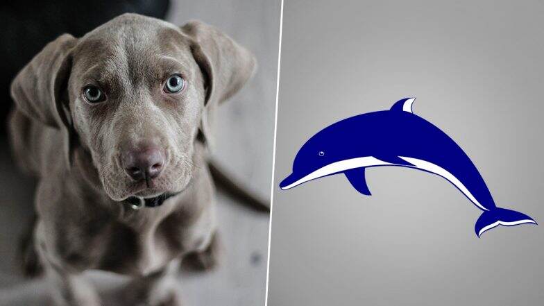 Blind Dog Tries to Help Beached Dolphin at Rockaway Beach in US (Watch Video) Blind Dog Tries to Help Beached Dolphin at Rockaway Beach in US (Watch Video)