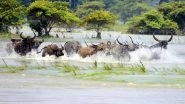 UP: 28 Buffaloes Dead After Drinking Toxic Water at Gomti River