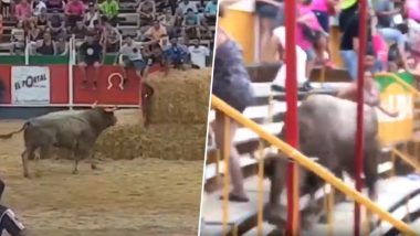 Spain Bullfighting Festival: Raging Bull Leaps Into the Crowd After Evading Metadors, Shot Dead by Police (Watch Video)