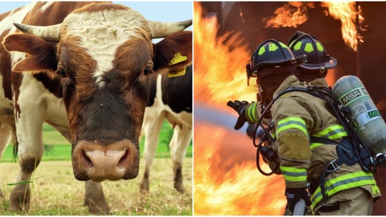 Bull Semen Explosion in Farm Leaves Australian Firefighters in a 'Sticky' Situation (Watch Video) Bull Semen Explosion in Farm Leaves Australian Firefighters in a 'Sticky' Situation (Watch Video)