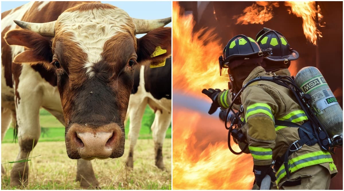Bull Semen Explosion in Farm Leaves Australian Firefighters in a 'Sticky' Situation (Watch Video) Bull Semen Explosion in Farm Leaves Australian Firefighters in a 'Sticky' Situation (Watch Video)
