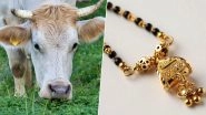 Ahmednagar: Bull Swallows Mangalsutra Worth Rs 1.5 Lakh, Vets Operate And Recover it From His Rectum
