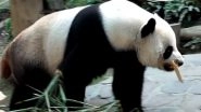 Celebrity Panda Chuang Chuang Dies Aged 19 at Chiang Mai Zoo in Thailand; His Adorable Videos Go Viral