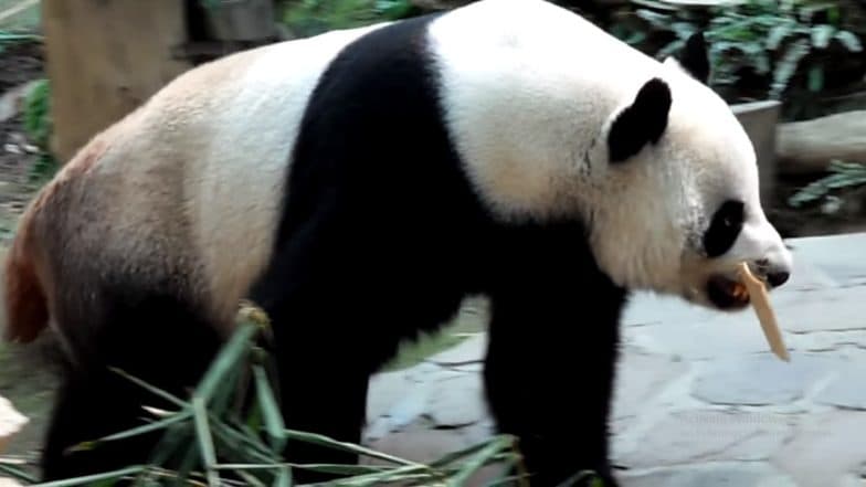 Celebrity Panda Chuang Chuang Dies Aged 19 at Chiang Mai Zoo in Thailand; His Adorable Videos Go Viral Celebrity Panda Chuang Chuang Dies Aged 19 at Chiang Mai Zoo in Thailand; His Adorable Videos Go Viral