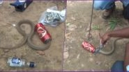 Cobra Snake Gets Stuck in Beer Can at Odisha, Locals Rescue and Release it Into Wild (View Pics)