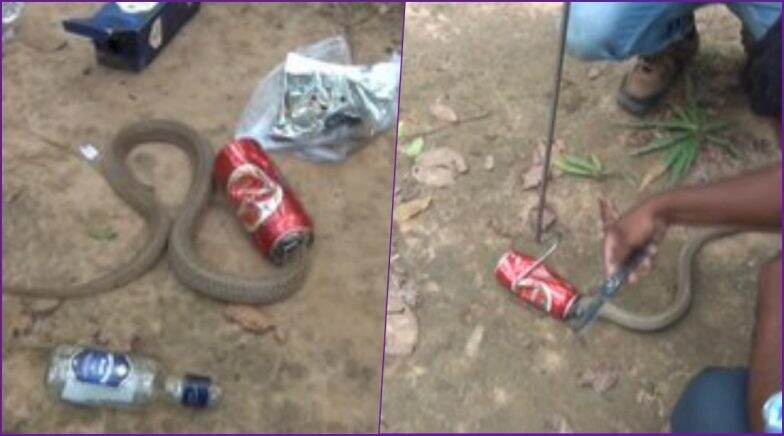 Cobra Gets Stuck in Beer Can in Odisha, Locals Rescue It 