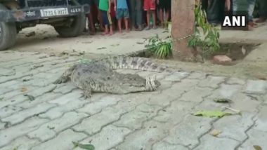 Crocodile in Shahjahanpur! Reptile Strays Into Naya Ganj Area, Forest Officials Release It Into River