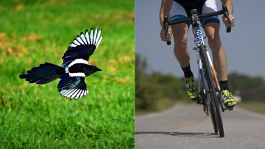 Australian Cyclist Tries to Escape a Swooping Magpie, Veers Off Road And Dies