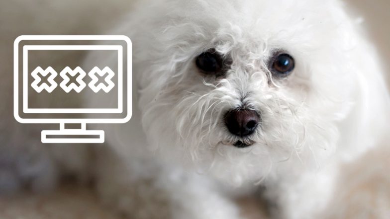 Pet Dog Orders Porn Videos Online? Disabled Man Made to Pay $70 After His Bichon Frise 'Accidentally' Ordered Adult Movies