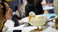 China: Four Fluffy White Ducks Woo Customers at a Cafe in Chengdu, Photos and Videos Go Viral