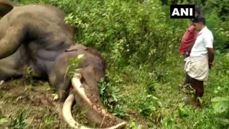 Kerala: Male Elephant ‘Maniyan’ Found Dead at Pullumala Forest in Wayanad District (See Pics) Kerala: Male Elephant ‘Maniyan’ Found Dead at Pullumala Forest in Wayanad District (See Pics)