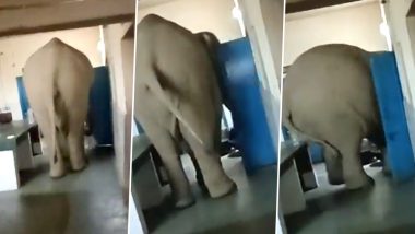 Elephant Enters Cookhouse And Breaks Door; Twitterati Says The Jumbo Took The Phrase 'Elephant in the Room' Quite Seriously (Watch Video)
