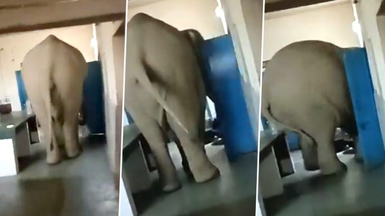 Elephant Enters Cookhouse And Breaks Door; Twitterati Says The Jumbo Took The Phrase 'Elephant in the Room' Quite Seriously (Watch Video)