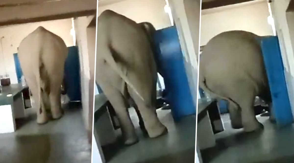 Elephant Enters Cookhouse And Breaks Door; Twitterati Says The Jumbo Took The Phrase 'Elephant in the Room' Quite Seriously (Watch Video) Elephant Enters Cookhouse And Breaks Door; Twitterati Says The Jumbo Took The Phrase 'Elephant in the Room' Quite Seriously (Watch Video)