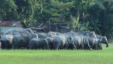 Elephant Herd Kills Forest Guard in Madhya Pradesh, Panic Grips Locals as Second Death Reported in Four Days