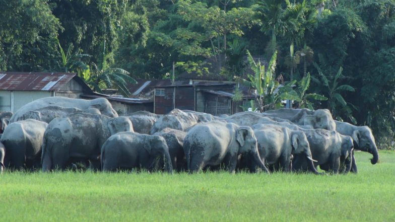 Elephant Herd Enters Sugarcane Field in Uttarakhand, Forest Department Uses Drone to Reroute It Towards Jungle