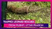 Trapped Leopard Rescued By The Forest Department From Uttar Pradesh&rsquo;s Pilibhit Tiger Reserve