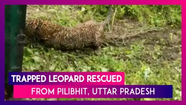 Trapped Leopard Rescued By The Forest Department From Uttar Pradesh’s Pilibhit Tiger Reserve