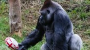 Gorilla Spotted Brushing Up Ball Skills at Paignton Zoo Ahead of Rugby World Cup 2019, See Pics