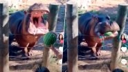 Texas Couple Criticised For Hurling Watermelon Into Hippo's Mouth For Gender Reveal Party; Says The Animal Was Not Harmed (Watch Video)