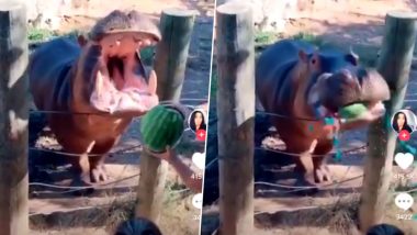 Texas Couple Criticised For Hurling Watermelon Into Hippo's Mouth For Gender Reveal Party; Says The Animal Was Not Harmed (Watch Video)