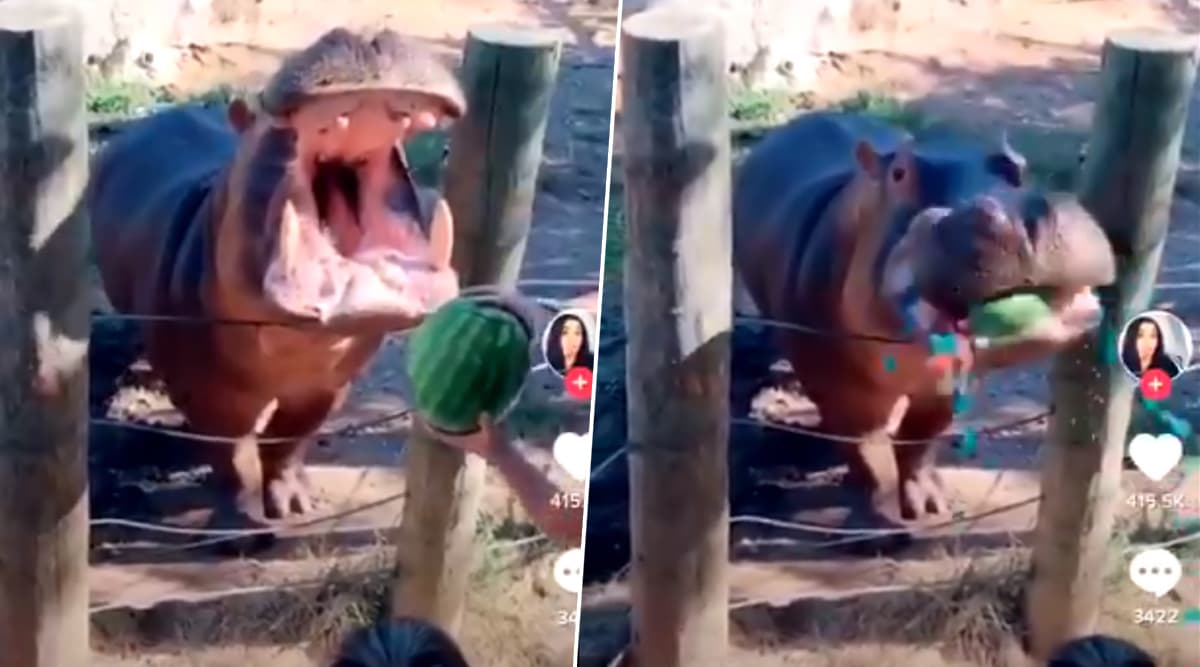 Texas Couple Criticised For Hurling Watermelon Into Hippo's Mouth For Gender Reveal Party; Says The Animal Was Not Harmed (Watch Video) Texas Couple Criticised For Hurling Watermelon Into Hippo's Mouth For Gender Reveal Party; Says The Animal Was Not Harmed (Watch Video)