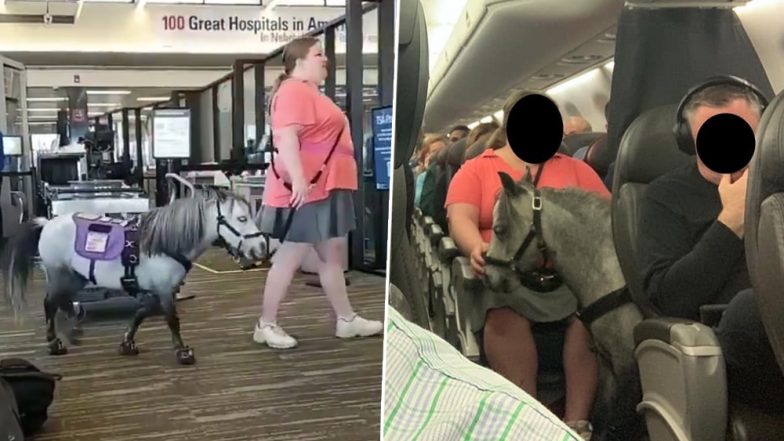 Horse on Plane! Woman Takes a Pony, Her Emotional Support on American