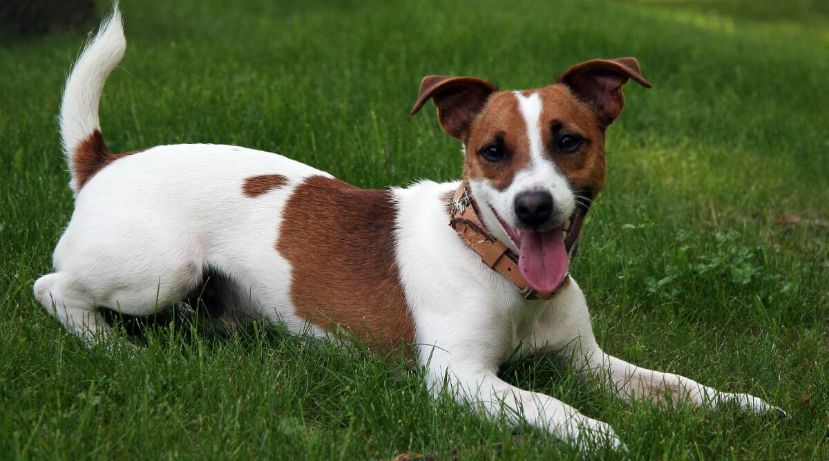 Dog Saves Family by Alerting Them to Fire, Dies in Process Dog Saves Family by Alerting Them to Fire, Dies in Process